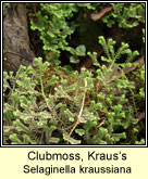 Clubmoss,Kraus's (Garbh�gach gharra�)