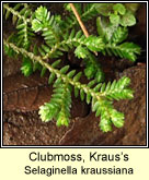 Clubmoss,Kraus's (Garbh�gach gharra�)