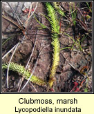 Clubmoss,marsh (Garbh�gach chorraigh)