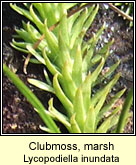 Clubmoss,marsh (Garbh�gach chorraigh)