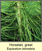 Horsetail,great (Fead�g)