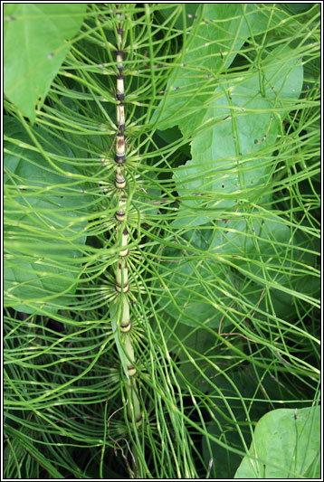 Great Horsetail, Equisetum telmateia