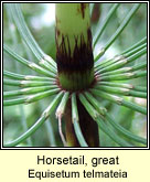 Horsetail,great (Fead�g)