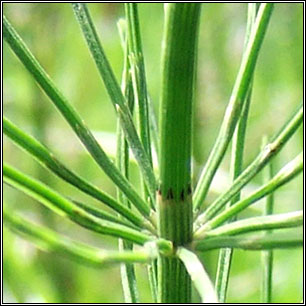 Field Horsetail, Equisetum arvense