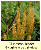 Clubmoss, lesser (Garbh�gach bheag)