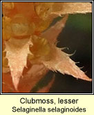 Clubmoss, lesser (Garbh�gach bheag)