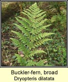 buckler fern,broad