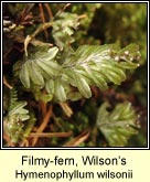 filmy-fern,wilsons