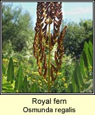 royal fern