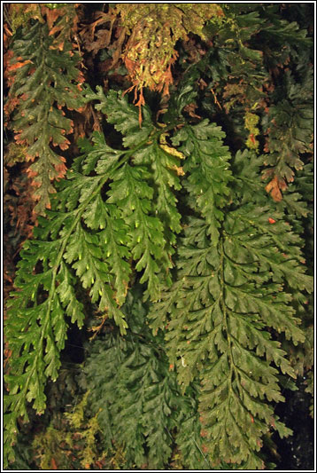 Killarney Fern, Trichomanes speciosum
