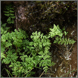 Brittle Bladder-fern, Cystopteris fragilis