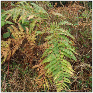 Bracken, Pteridium aquilinum