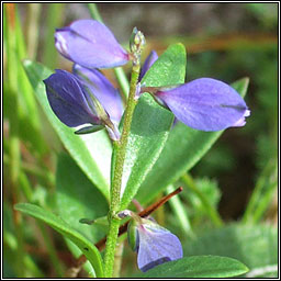 Heath Milkwort, Polygala serpyllifolia, Na deirfi�ir�n�