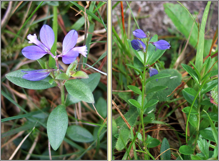 Heath Milkwort, Polygala serpyllifolia, Na deirfi�ir�n�