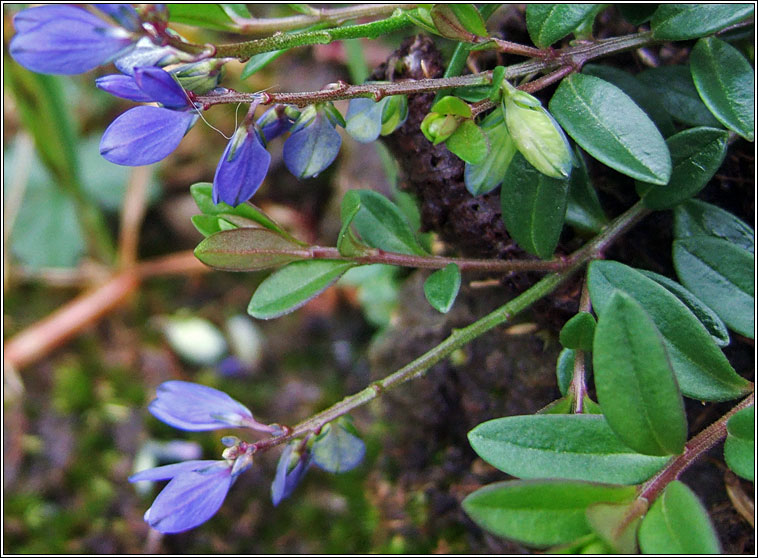 Heath Milkwort, Polygala serpyllifolia, Na deirfi�ir�n�