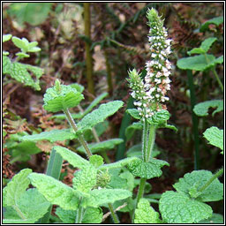 Round-leaved Mint, Mentha suaveolens, Mism�n cumhra