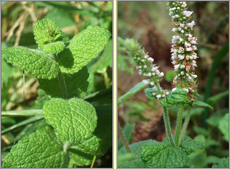 Round-leaved Mint, Mentha suaveolens, Mism�n cumhra