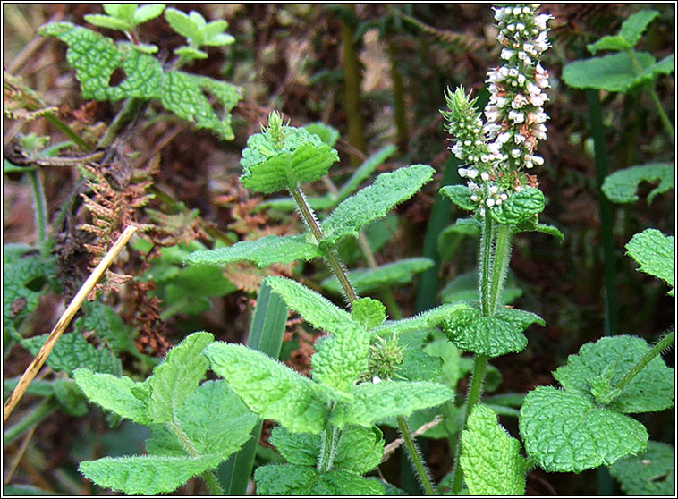 Round-leaved Mint, Mentha suaveolens, Mism�n cumhra