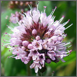 Water Mint, Mentha aquatica, Mism�n mionsach