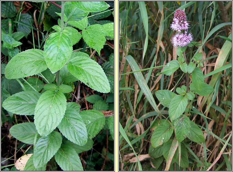 Water Mint, Mentha aquatica, Mism�n mionsach
