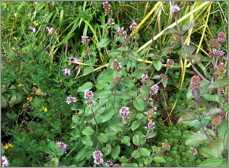 Water Mint, Mentha aquatica, Mism�n mionsach
