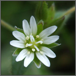 Common Mouse-ear, Cerastium fontanum, Cluas luch�ige mhara