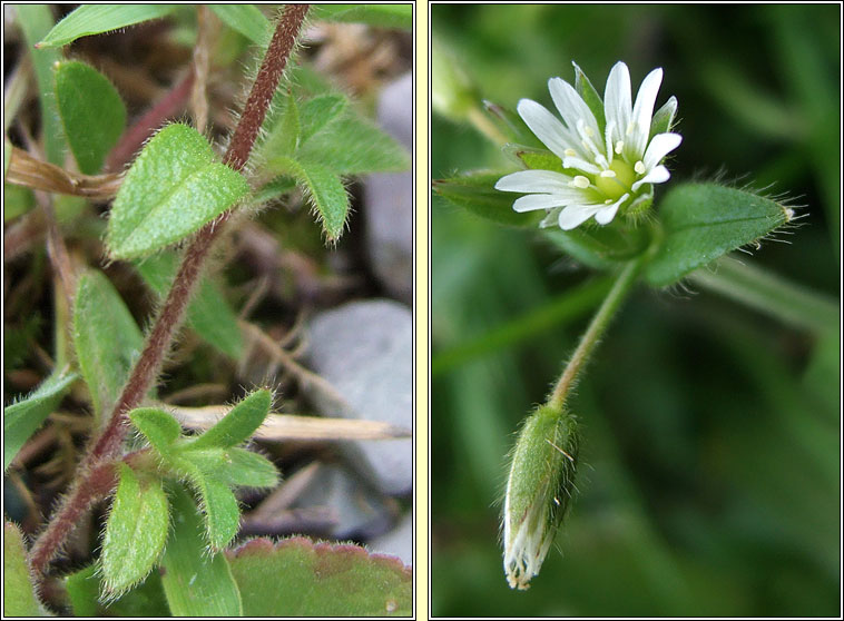 Common Mouse-ear, Cerastium fontanum, Cluas luch�ige mhara