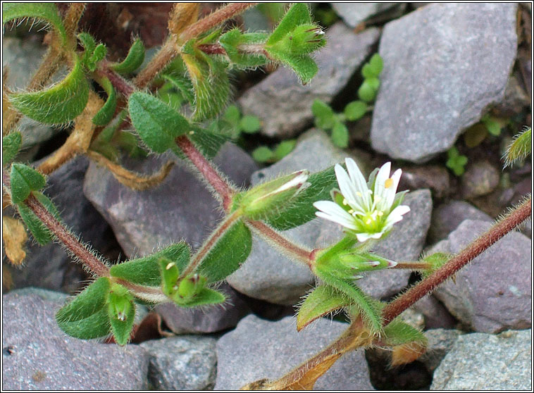 Common Mouse-ear, Cerastium fontanum, Cluas luch�ige mhara