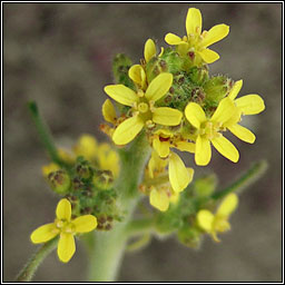 Hedge Mustard, Sisymbrium officinale, Lus an �ir