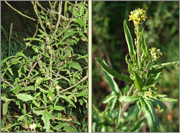 Hedge Mustard, Sisymbrium officinale, Lus an �ir