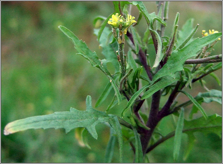 Hedge Mustard, Sisymbrium officinale, Lus an �ir