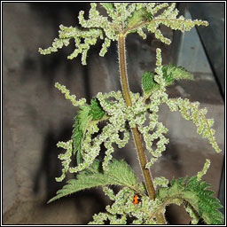 Nettle, Urtica dioica, Neant�g