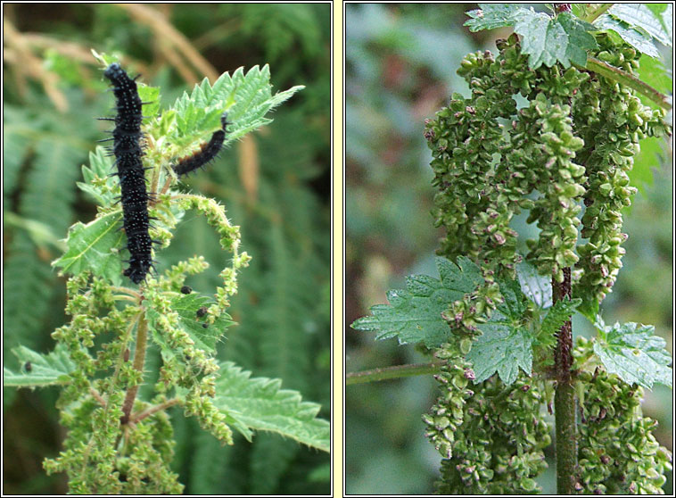 Nettle, Urtica dioica, Neant�g