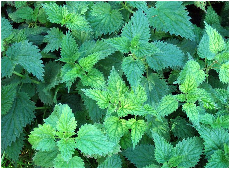 Nettle, Urtica dioica, Neant�g