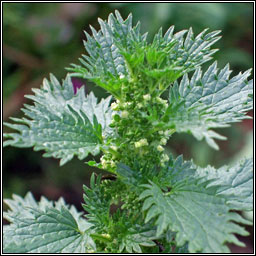 Small Nettle, Urtica urens, Neant�g bheag