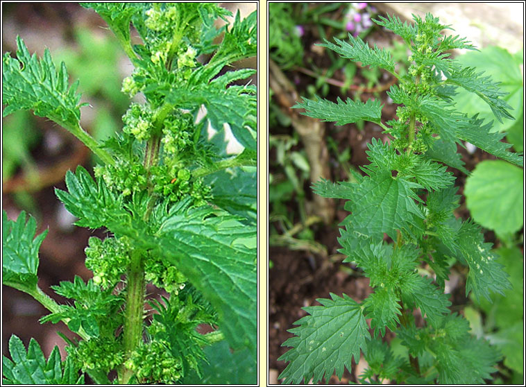 Small Nettle, Urtica urens, Neant�g bheag