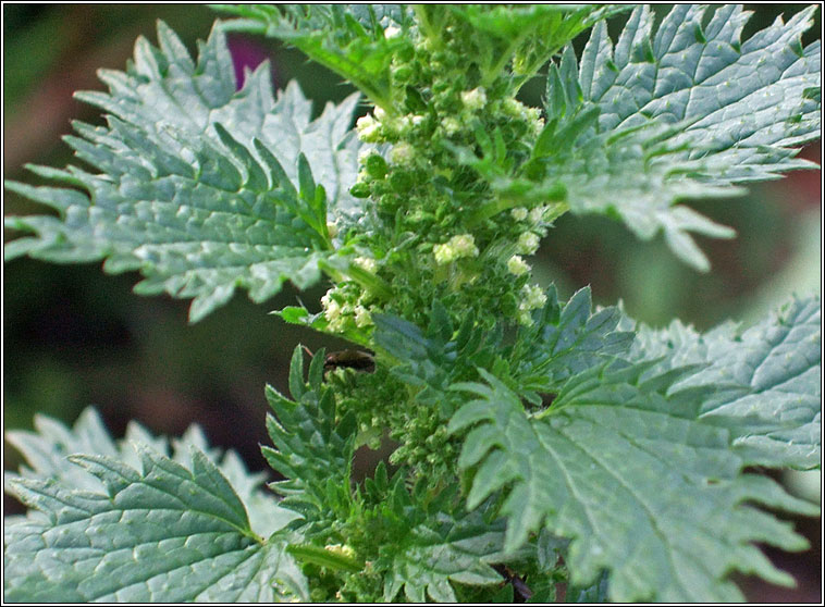 Small Nettle, Urtica urens, Neant�g bheag