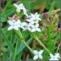 Marsh-bedstraw, Galium palustre, R� corraigh