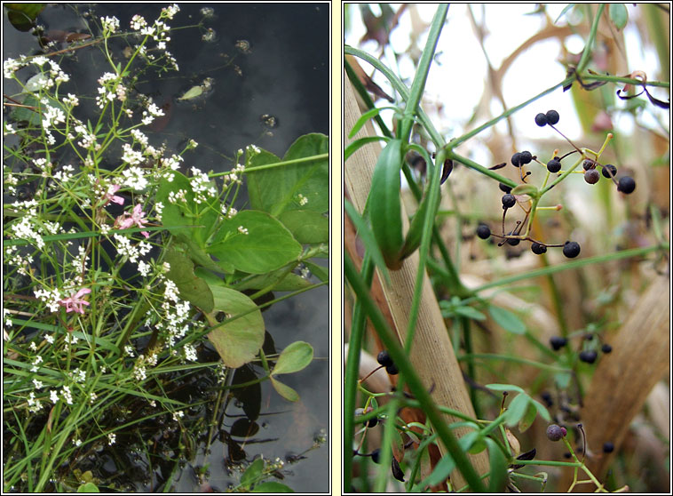 Marsh-bedstraw, Galium palustre, R� corraigh