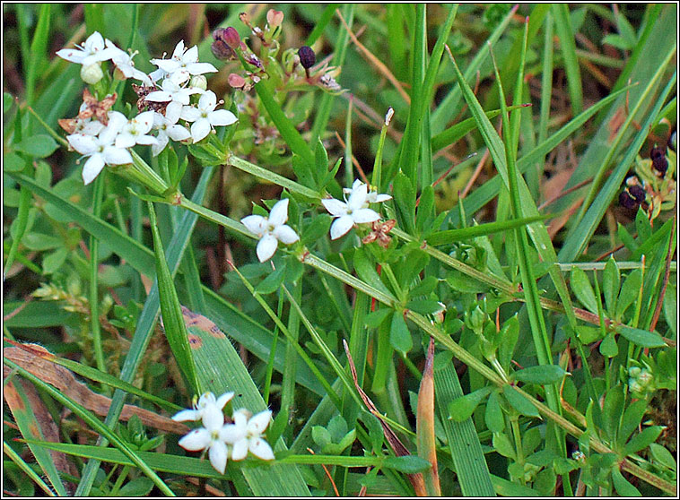 Marsh-bedstraw, Galium palustre, R� corraigh