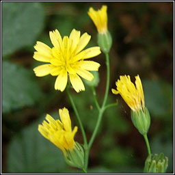 Nipplewort, Lapsana communis, Duilleog Bhr�de