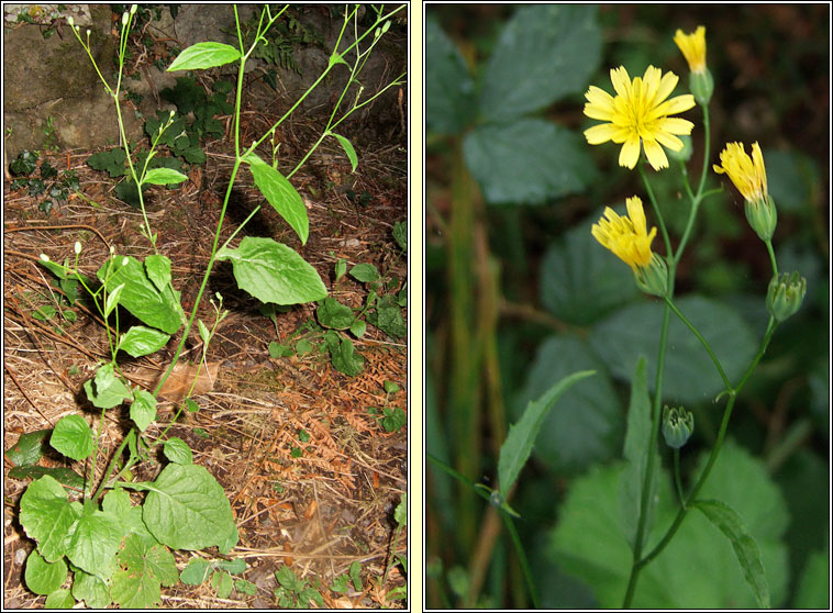 Nipplewort, Lapsana communis, Duilleog Bhr�de