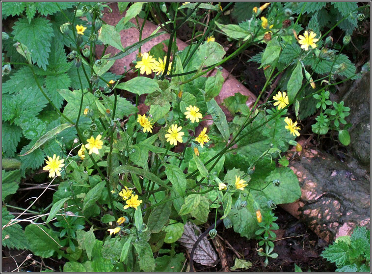 Nipplewort, Lapsana communis, Duilleog Bhr�de