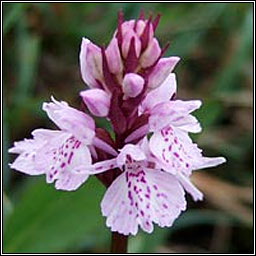 Heath Spotted-orchid, Dactylorhiza maculata, Na circ�n�