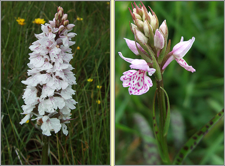 Heath Spotted-orchid, Dactylorhiza maculata, Na circ�n�