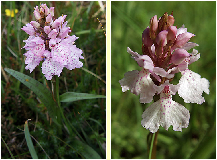 Heath Spotted-orchid, Dactylorhiza maculata, Na circ�n�