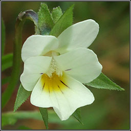 Field Pansy, Viola arvensis, Lus cro�