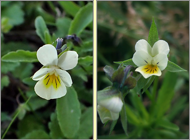 Field Pansy, Viola arvensis, Lus cro�