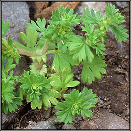 Parsley-piert, Aphanes arvensis, Mion�n mhuire