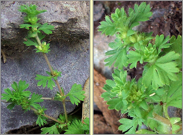 Parsley-piert, Aphanes arvensis, Mion�n mhuire